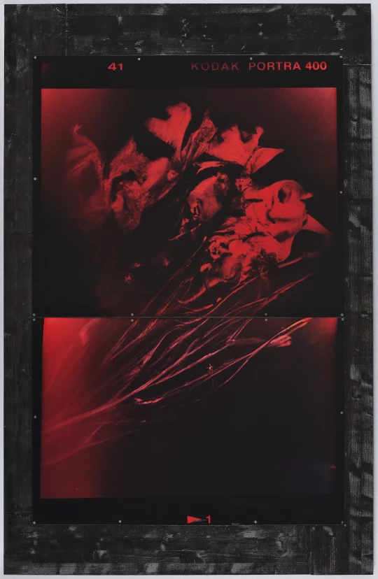 Akosua Viktoria Adu-Sanyah (*1990): no flowers IV (red glitch chromogenic iteration), 2022 – 2025
